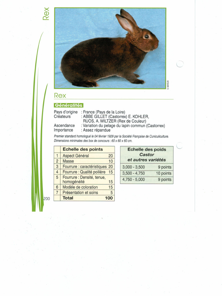 Standard Rex | PDF