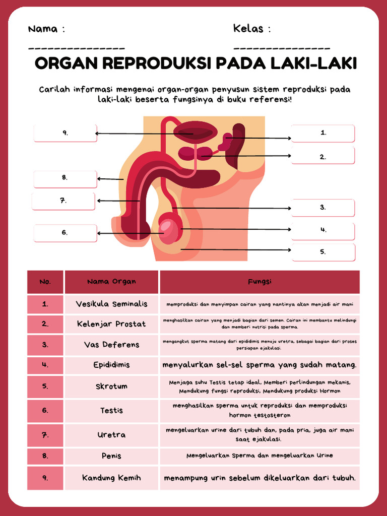 Organ Reproduksi Pria dan Fungsinya | PDF
