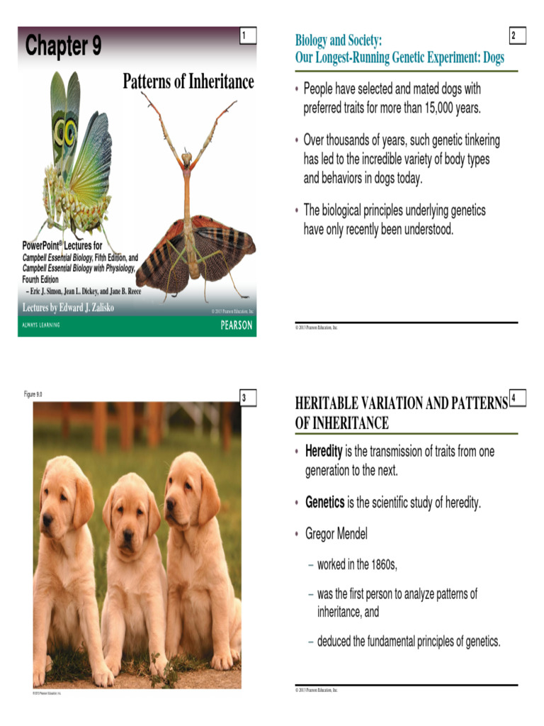 Patterns of Inheritance in Genetics | PDF | Dominance (Genetics) | Genotype