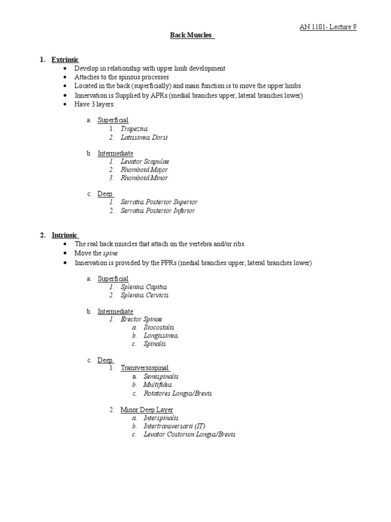 Overview of Back Muscle Anatomy | PDF | Vertebra | Musculoskeletal System