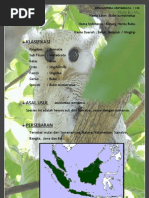 Download 20 Burung Hantu Bubo by Zuchdiawati Luthfi Utami SN93373164 doc pdf