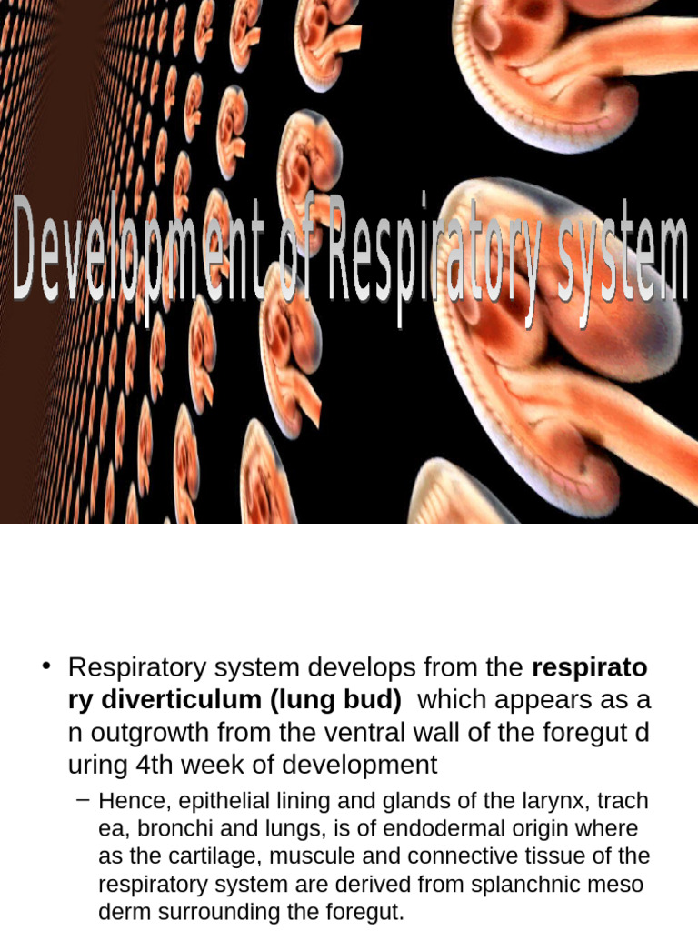Development of Respiratory System | PDF | Larynx | Lung