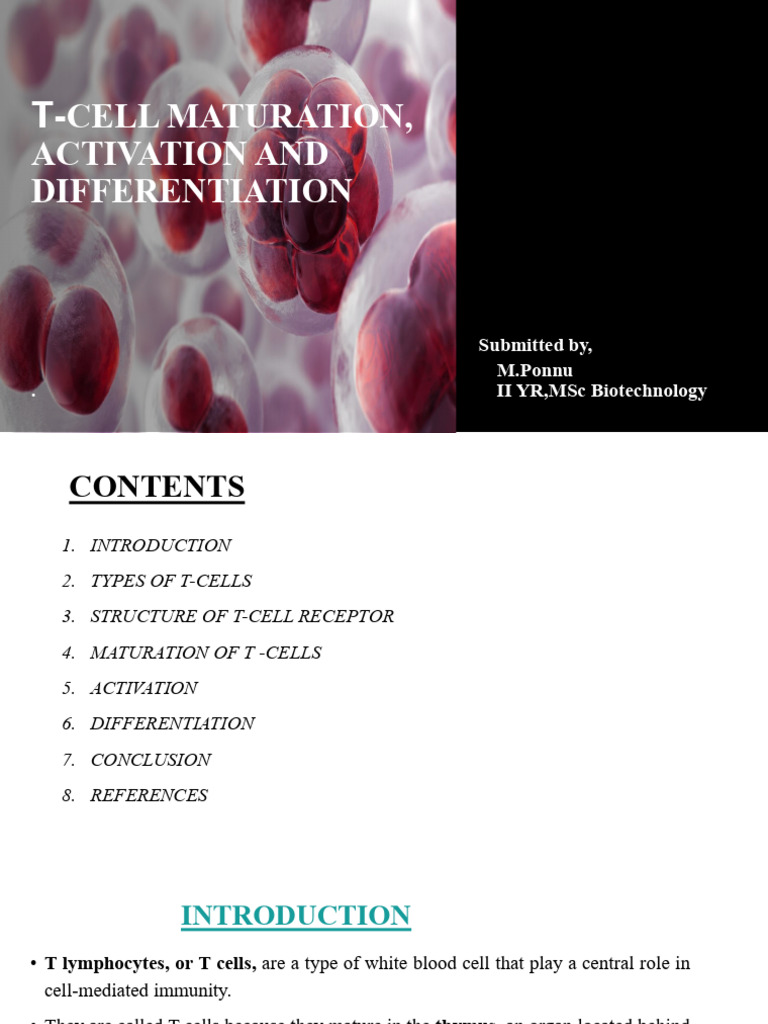 T Cell Activation, Differentiation and Maturation | PDF | T Cell | T ...