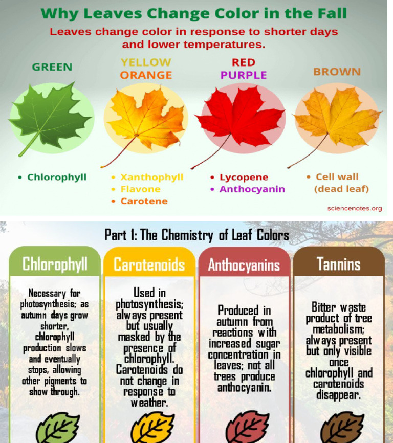 Color Layer of The Leaf | PDF