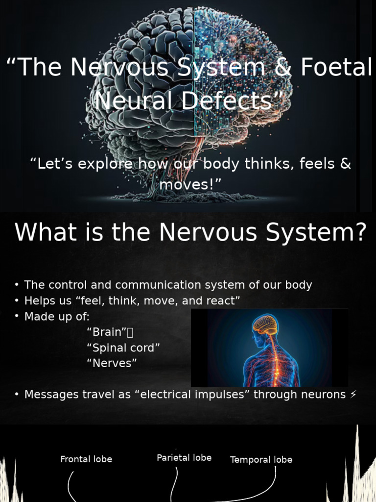 The Nervous System & Foetal Neural Defects | PDF | Cerebral Cortex ...