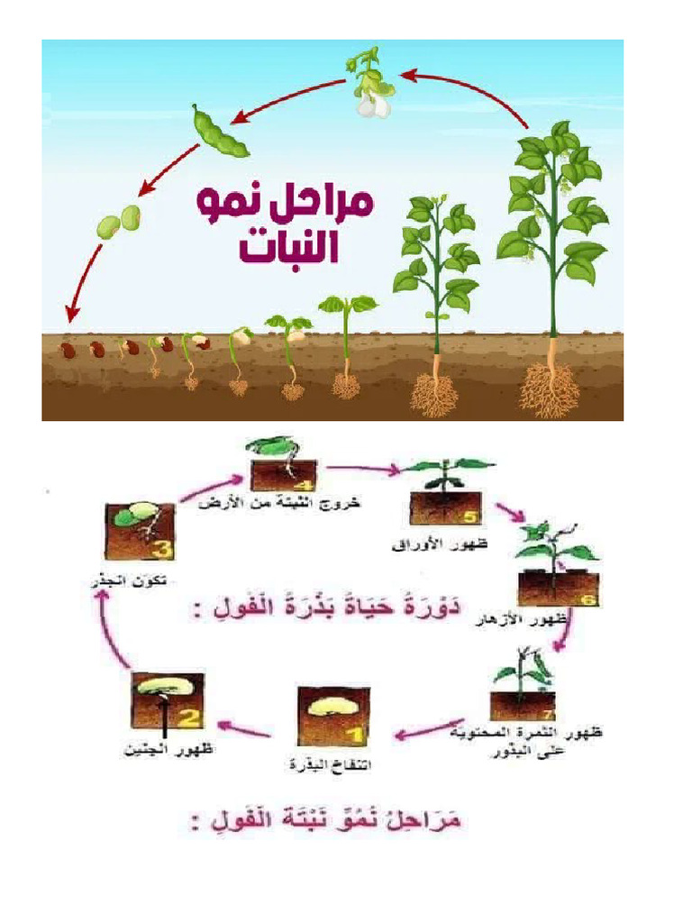 مراحل نمو نبتة الفول | PDF