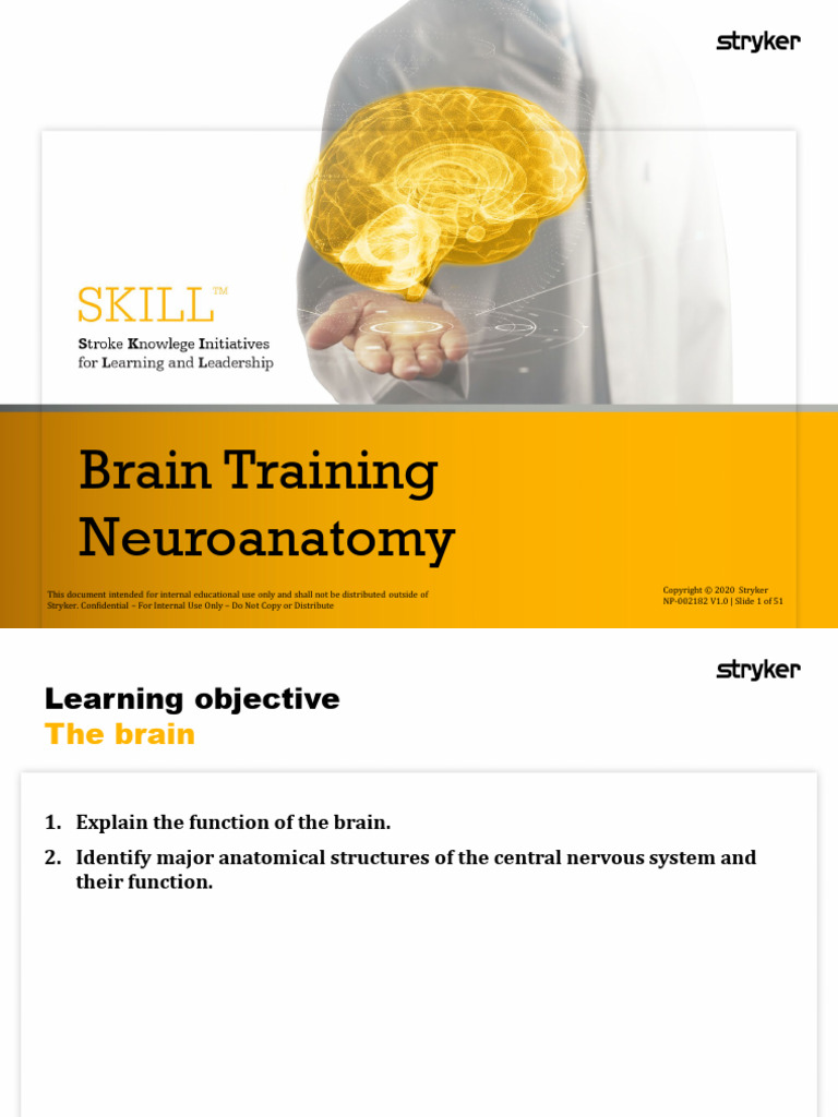 Brain Anatomy | PDF | Cerebrospinal Fluid | Central Nervous System
