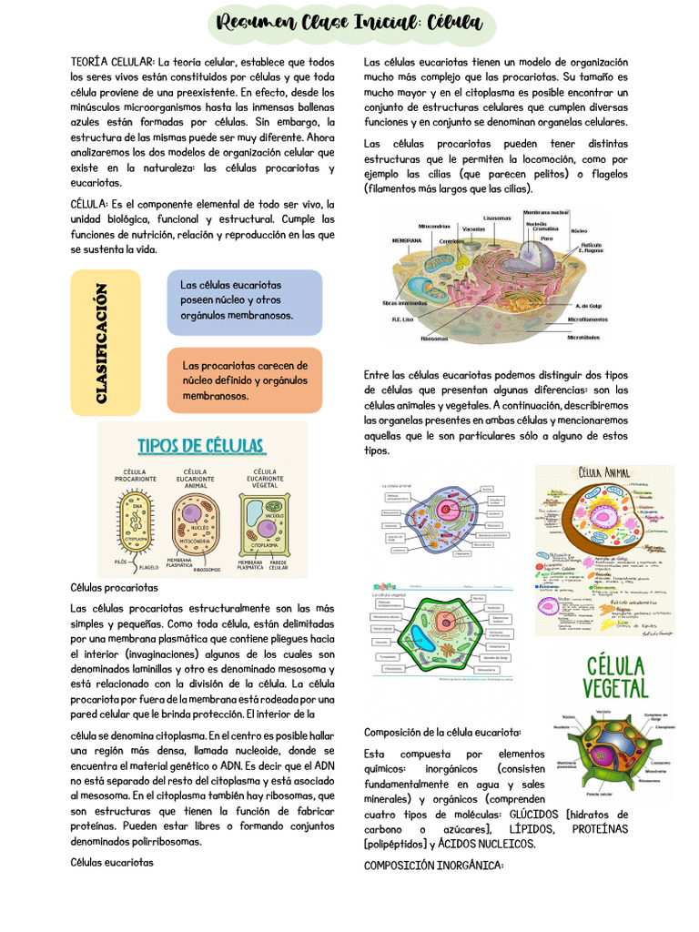 Estructura y Tipos de Células | PDF | Citoplasma | Biología Celular)