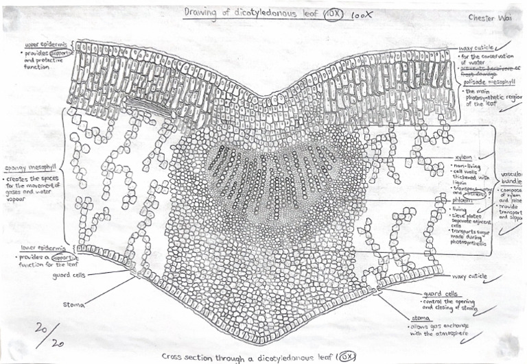 Bio Leaf Drawing | PDF