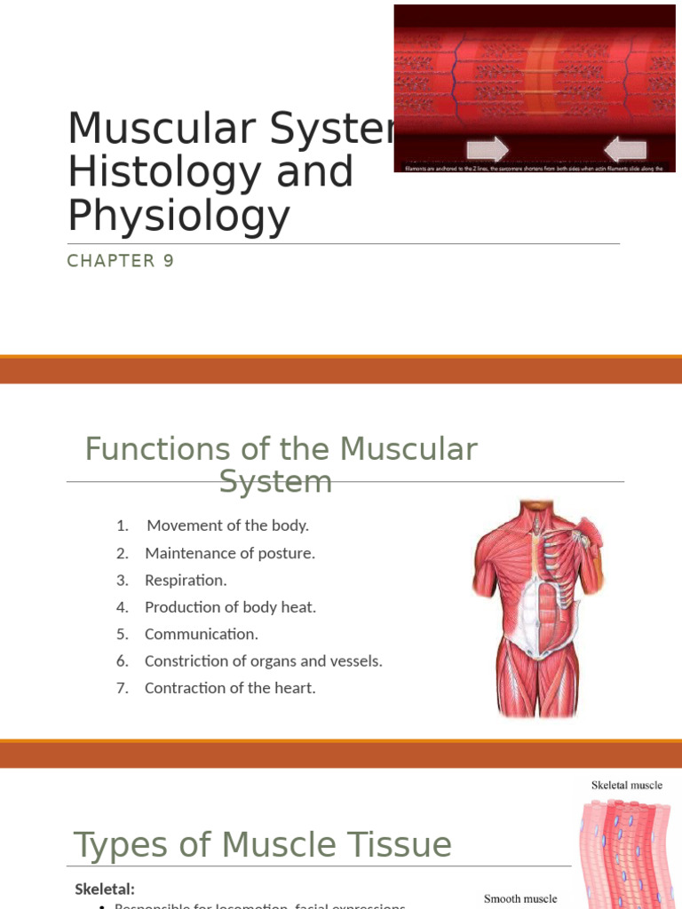 Muscular System: Histology & Physiology | PDF | Muscle Contraction ...