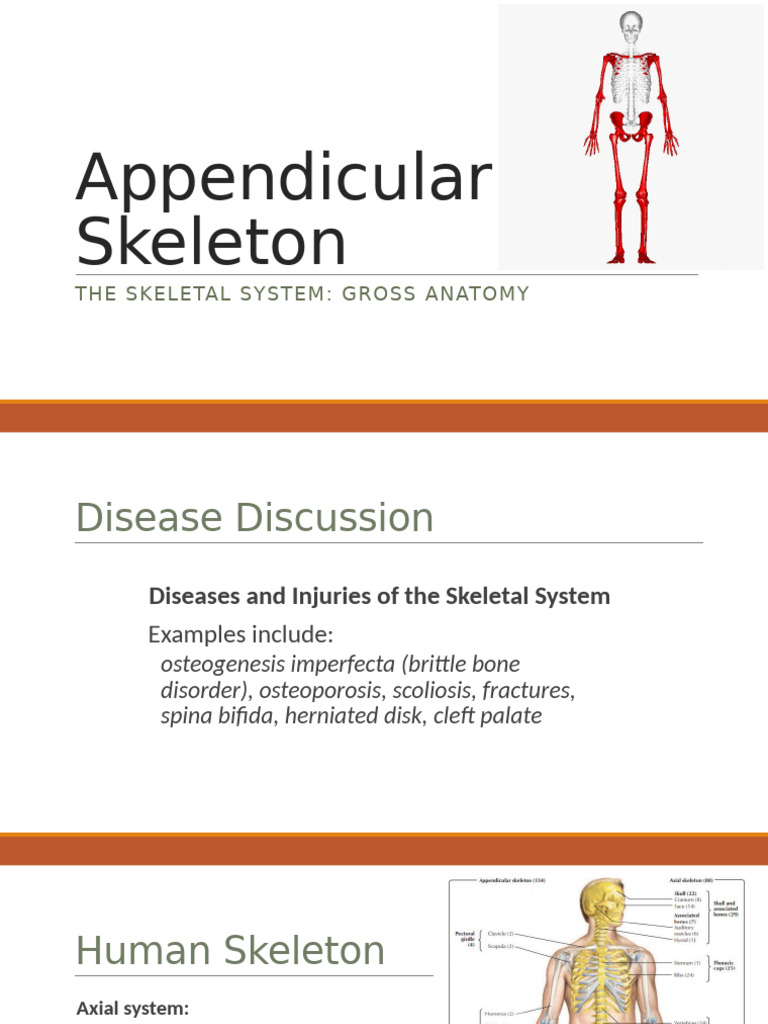 Overview of the Appendicular Skeleton | PDF | Pelvis | Hand
