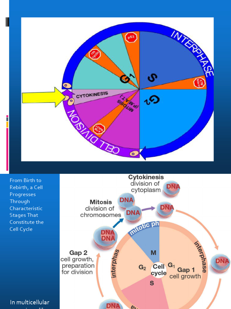 Understanding Cell Cycle and Division | PDF | Mitosis | Meiosis