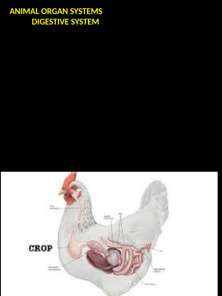 Overview of the Animal Digestive System | PDF | Digestion | Human ...