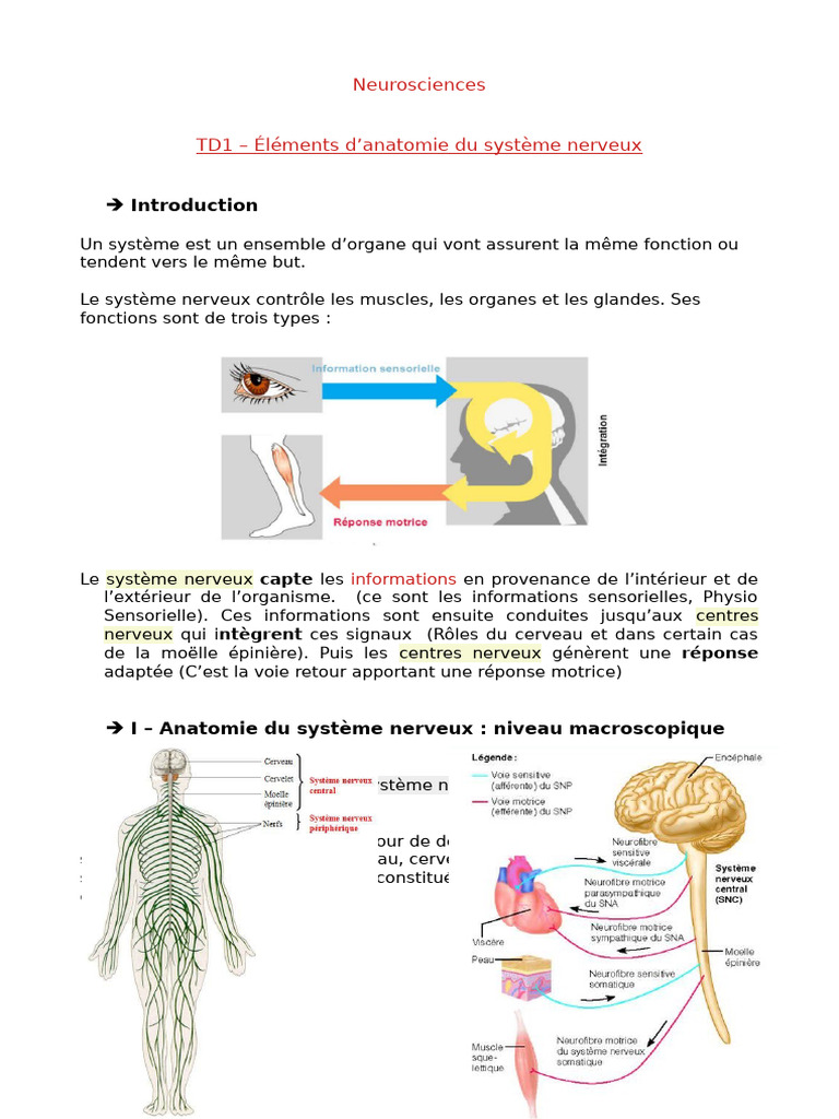 Anatomie du Système Nerveux Central | PDF | Nerf | Cortex cérébral