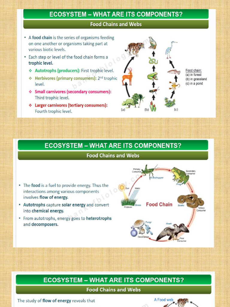 Class 10 Environment | PDF