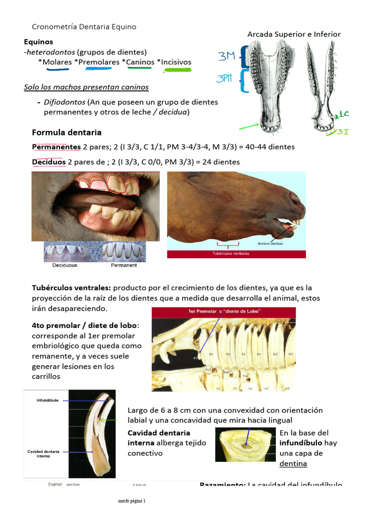 Cronología y Anatomía Dentaria Equina | PDF | Diente | Ramas de Odontología