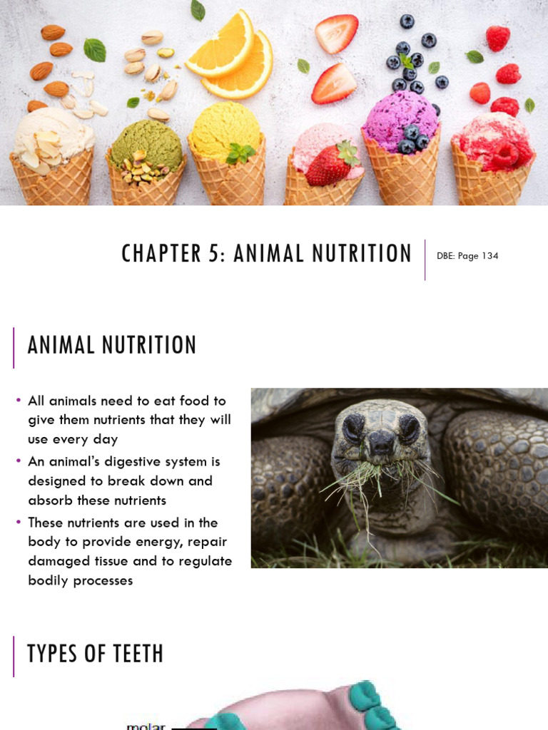 Types of Animal Nutrition Explained | PDF | Digestion | Small Intestine