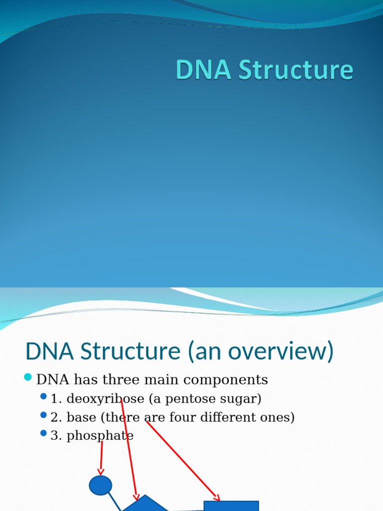 Lecture 02 DNA Structure | PDF