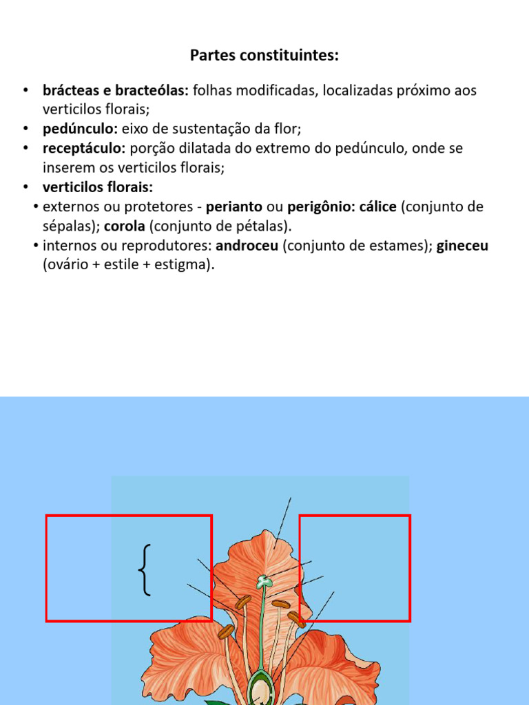 Estrutura e Classificação do Perianto | PDF | Flores | Botânica