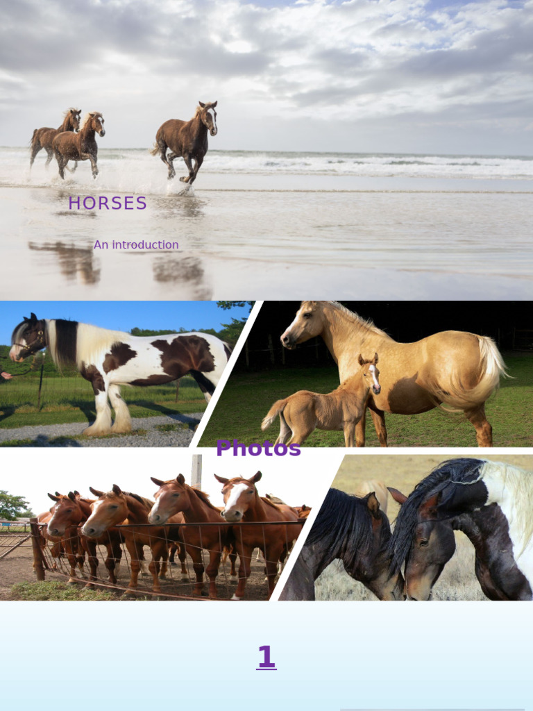 Horses | PDF