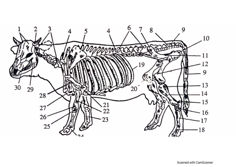 Schelet Bovine | PDF