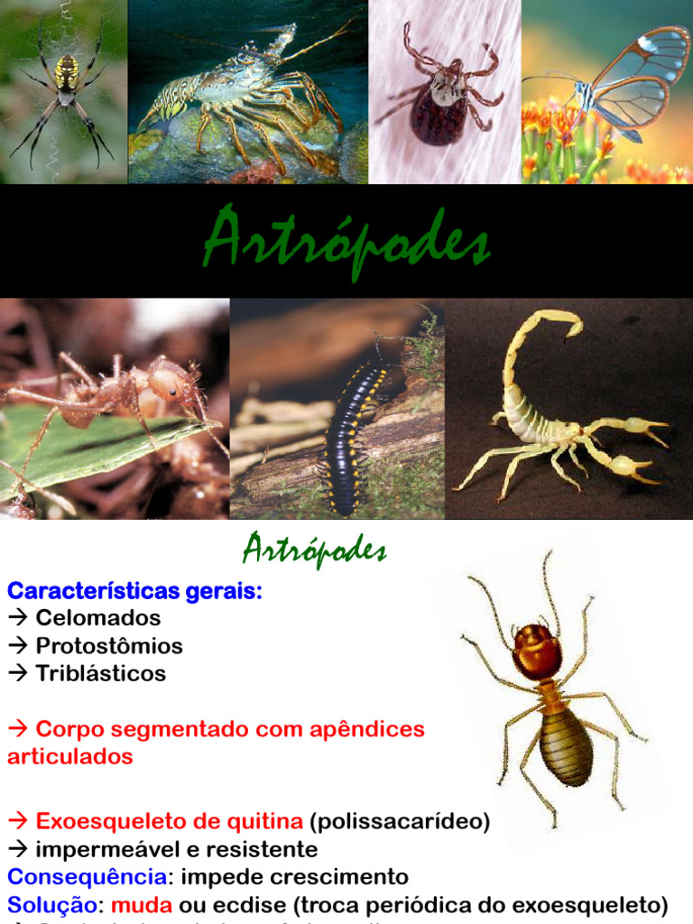 Características e Classificação dos Artrópodes | PDF | Insetos | Crustáceo