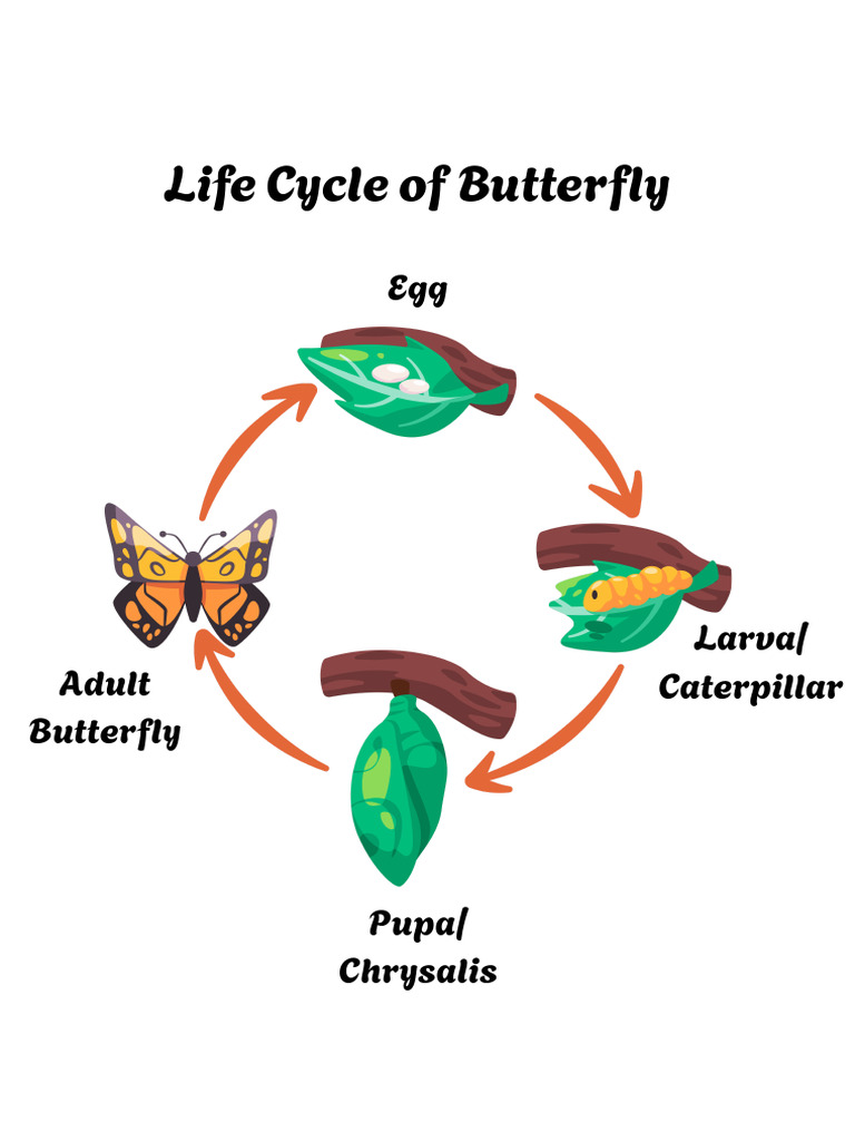 Butterfly Life Cycle Stages Explained | PDF