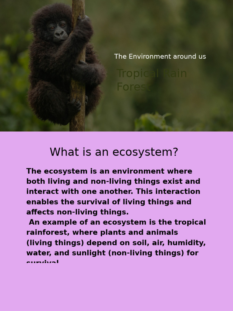 Understanding Tropical Rainforest Ecosystems | PDF | Rainforest | Trees