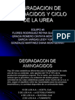 Degradacion de Aminoacidos y Ciclo de La Urea