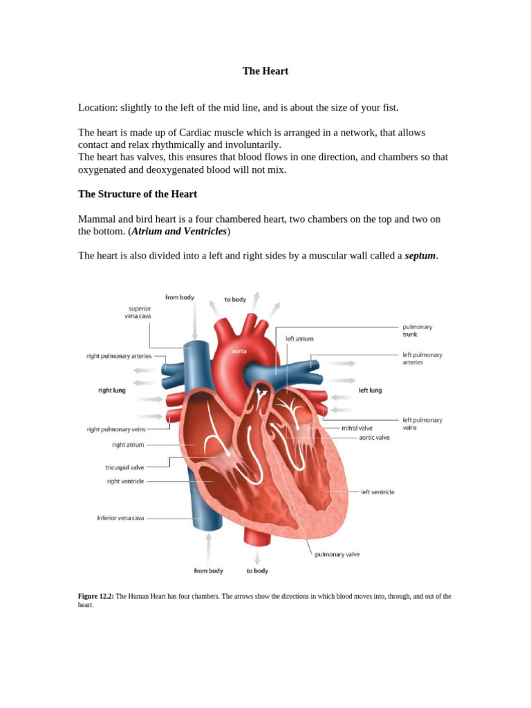 04 The Heart | PDF