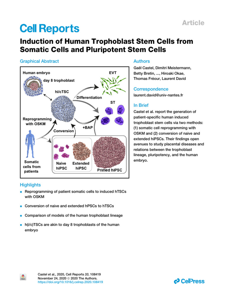 Induction of Human Trophoblast Stem Cells From | PDF | Cell Potency ...