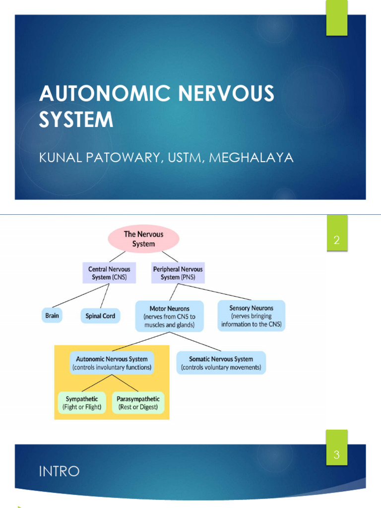 Autonomic Nervous System | PDF | Autonomic Nervous System | Acetylcholine