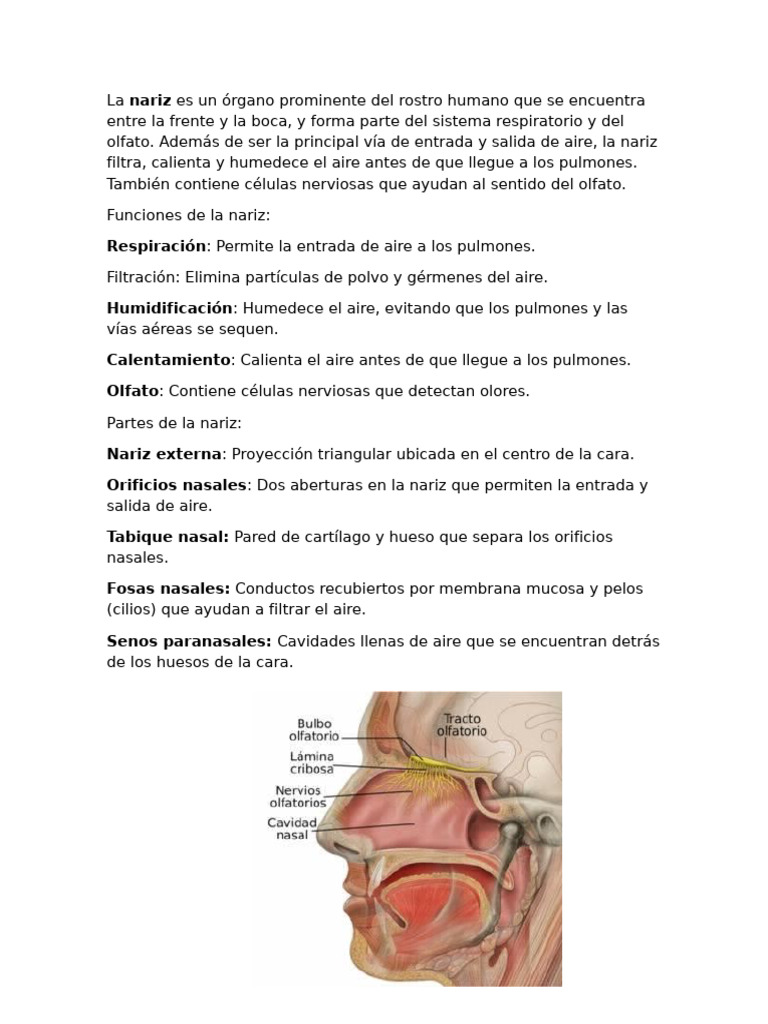 Funciones y Estructura de la Nariz | PDF | Nariz humana | Sistema olfativo