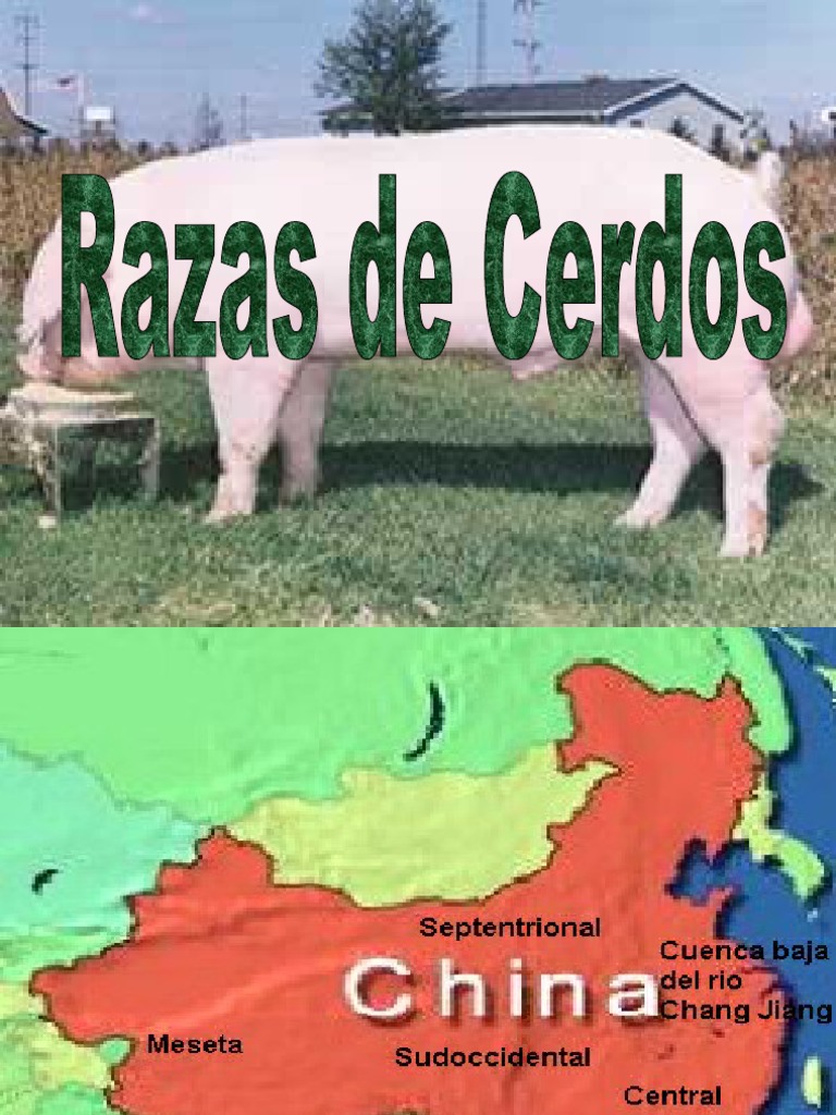 Razas de cerdos y sus características | PDF | Cerdo doméstico ...
