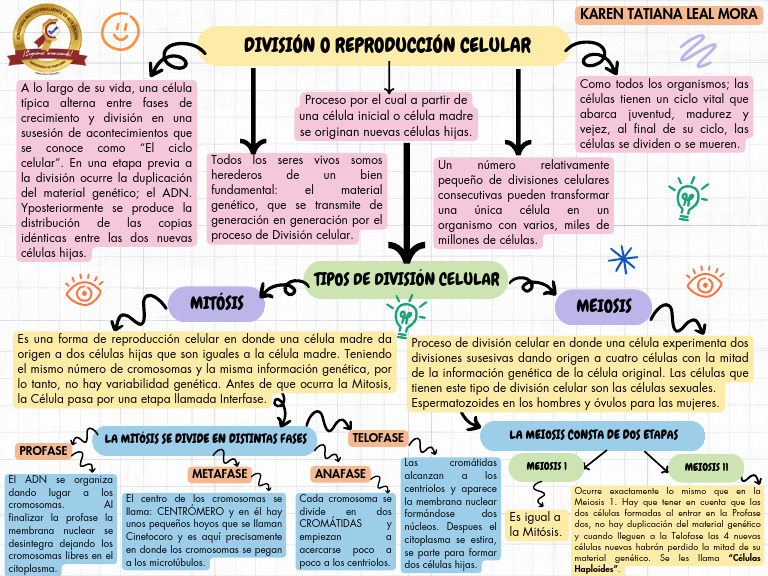 Mapa Mental de la División Celular | PDF | Mitosis | Mitosis