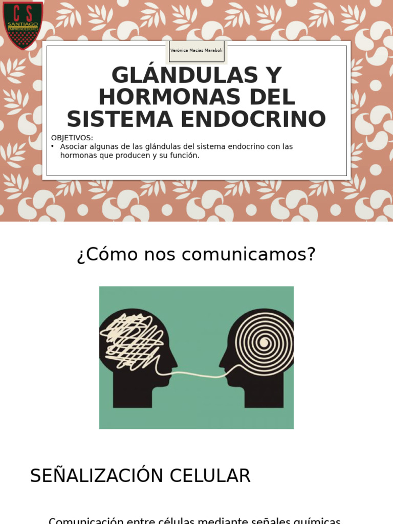 Glándulas y Hormonas del Sistema Endocrino | PDF | Sistema endocrino ...
