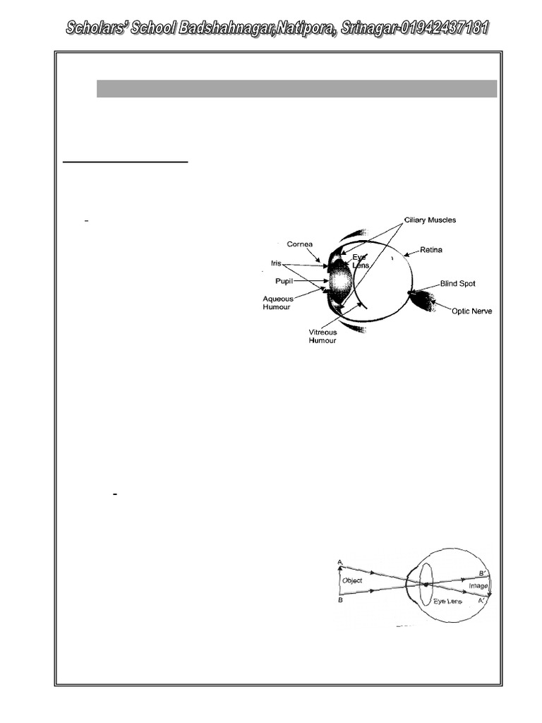 Human Eye: Structure, Function & Defects | PDF | Eye | Color