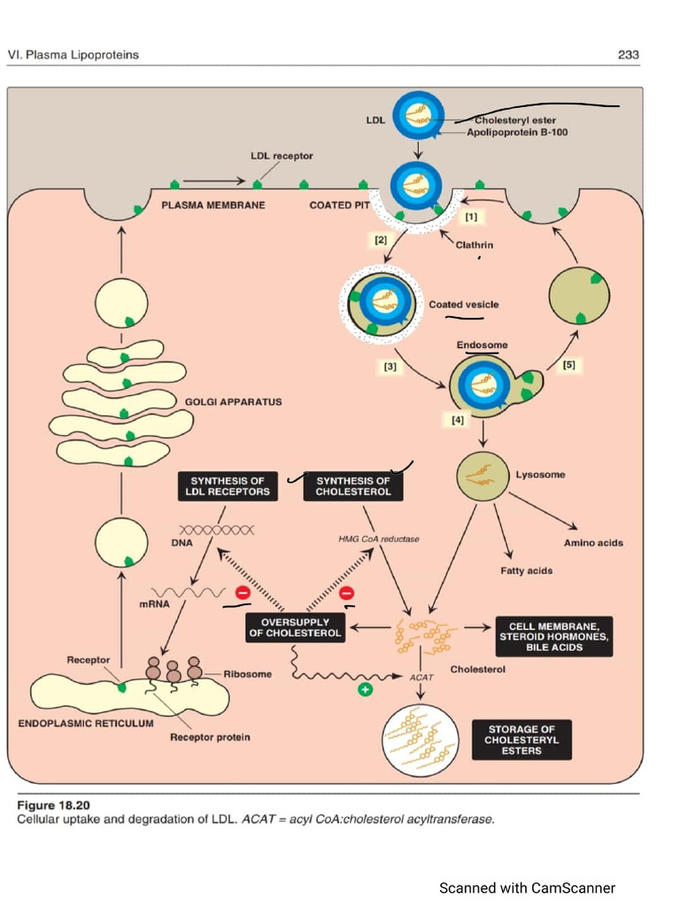 Lect. 4 Lipid Metabolism | PDF
