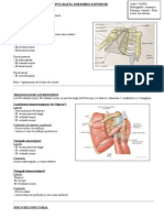 Topografía Miembro Superior