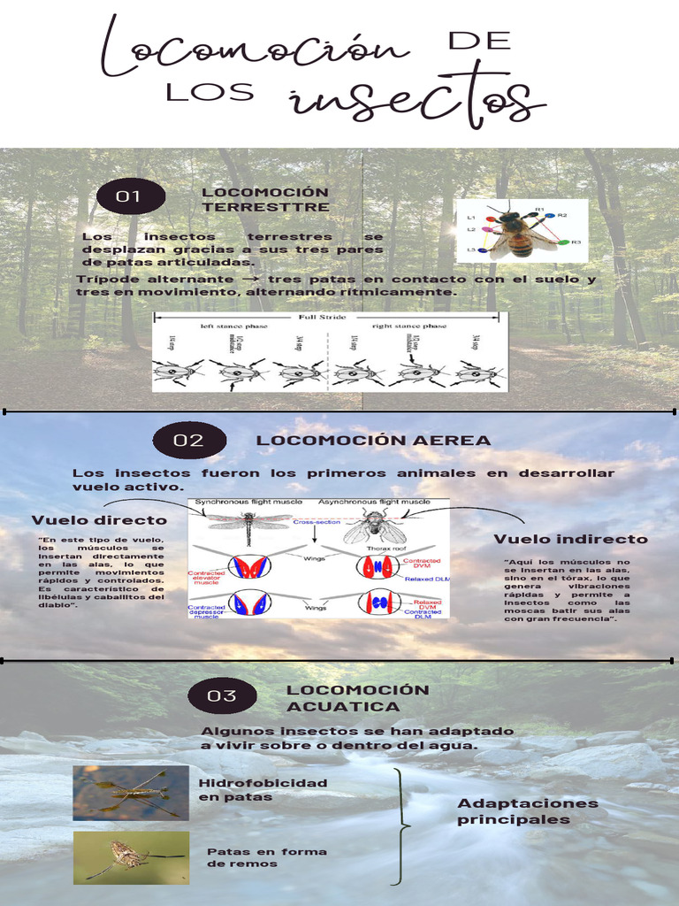 Tipos de locomoción en insectos | PDF