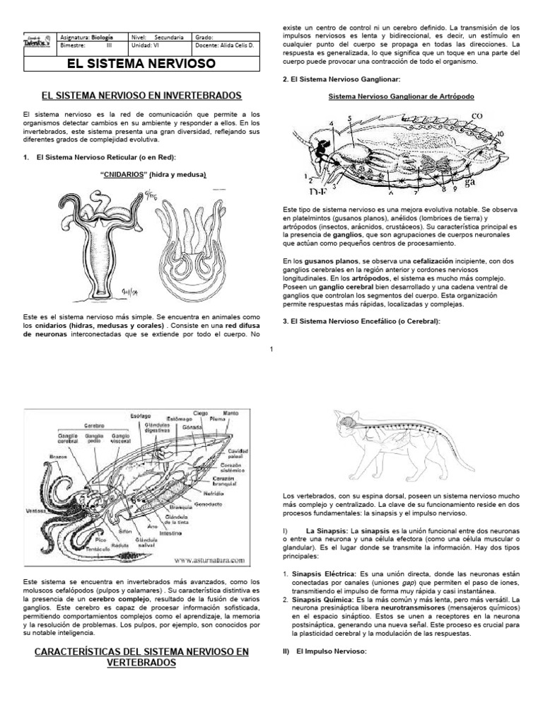 Sistema Nervioso en Invertebrados | PDF | Sistema nervioso | Sinapsis
