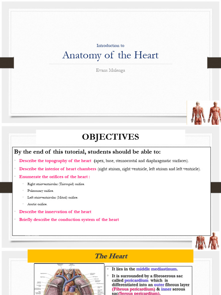 1 Heart With Evans 240627 105940 | PDF | Heart Valve | Atrium (Heart)