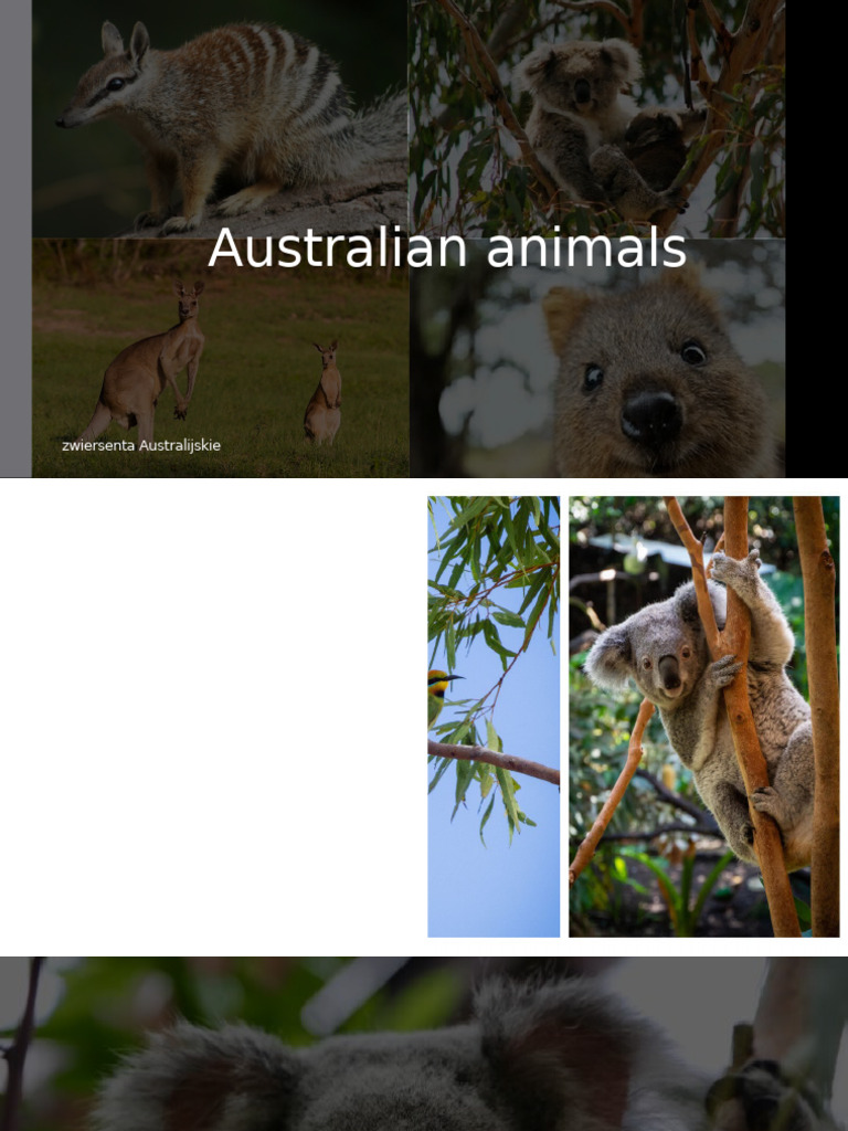Presentation 1 | PDF | Koala | Organisms