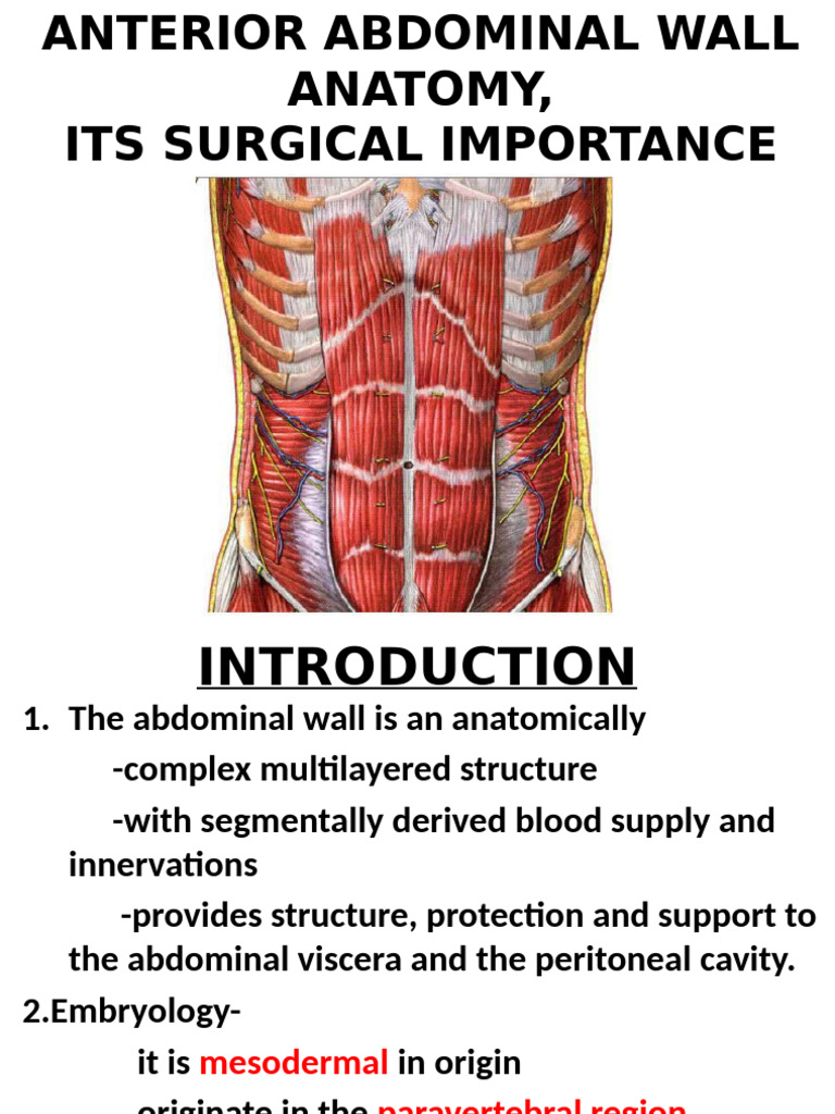 Anatomy and Importance of Abdominal Wall | PDF | Abdomen | Soft Tissue