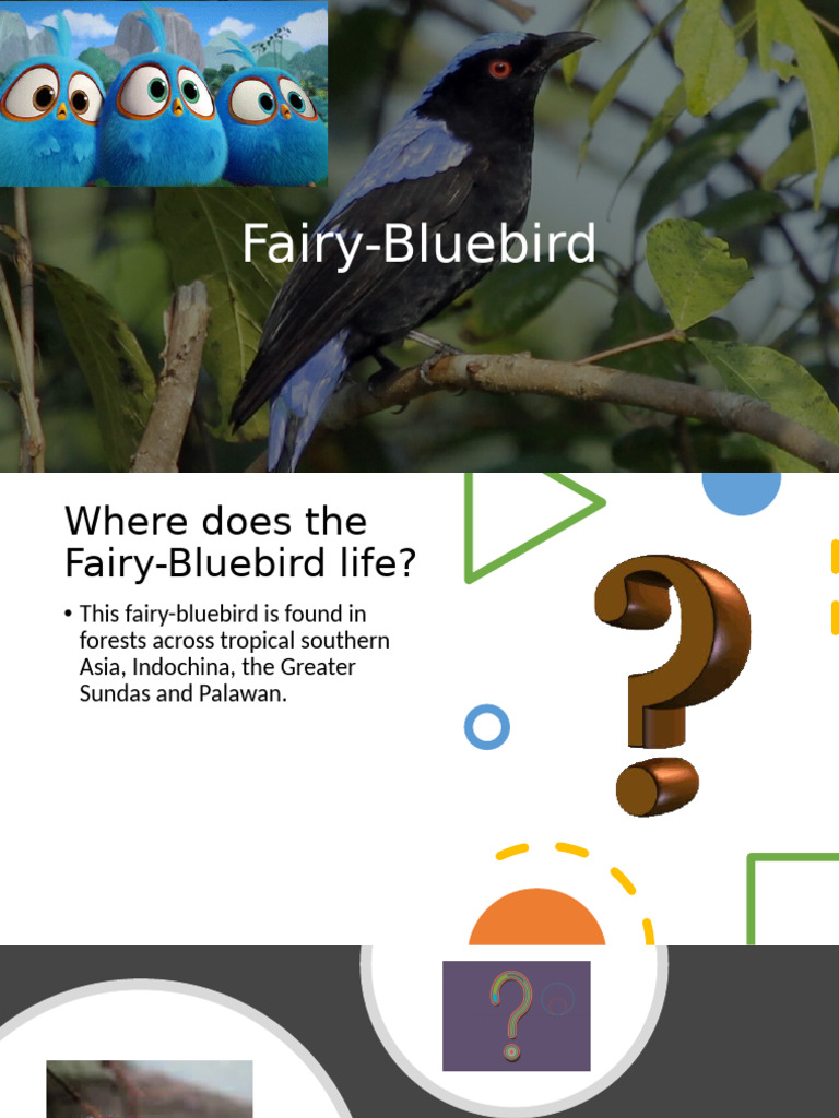 Fairy Bluebird | PDF
