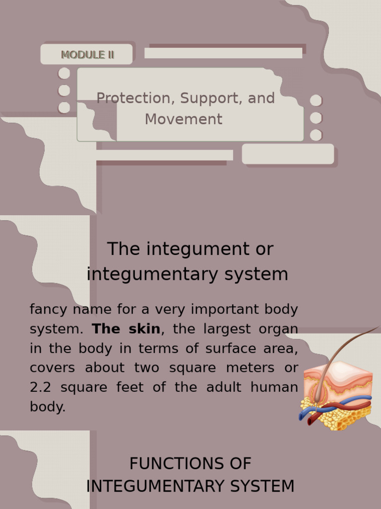 Integumentary System Functions & Structure | PDF | Skin | Integumentary ...