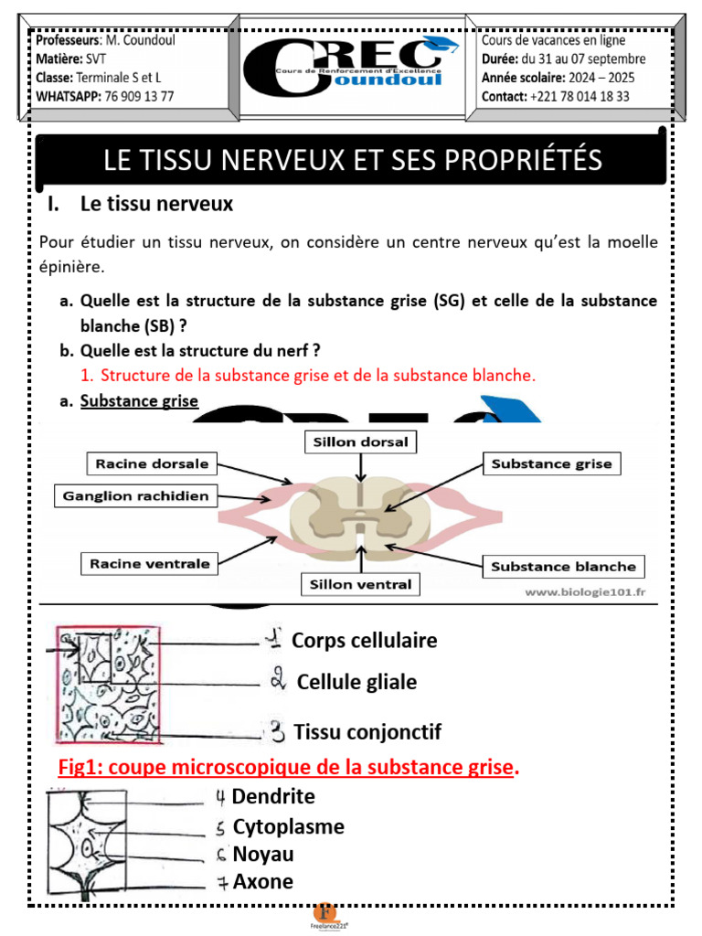 Structure et propriétés du tissu nerveux | PDF | Myéline | Nerf