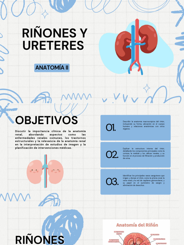 Altura y Anatomía de los Riñones | PDF | Riñón | Abdomen