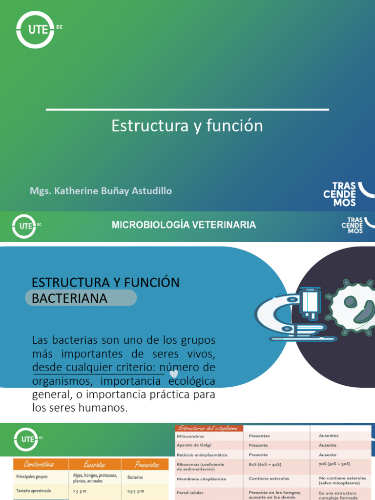 Estructura y Función de Bacterias | PDF | Las bacterias | Biología Celular)