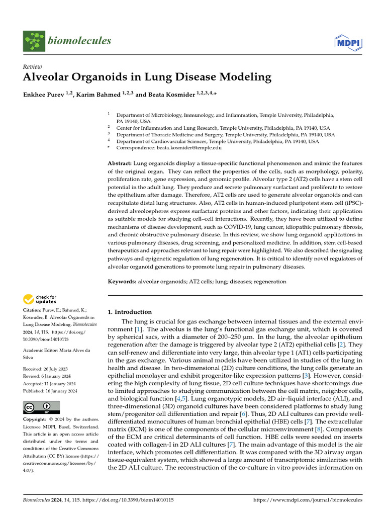 Alveolar Organoids in Lung Disease Research | PDF | Lung | Respiratory ...